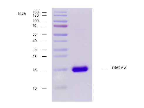 rBet v 2 (Betula verrucosa 2.0101) Antibody