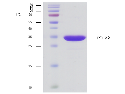 rPhl p 5 (Phleum pratense 5.0101) Antibody