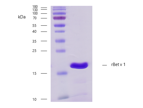 rBet v 1 (Betula verrucosa 1.0101) Antibody