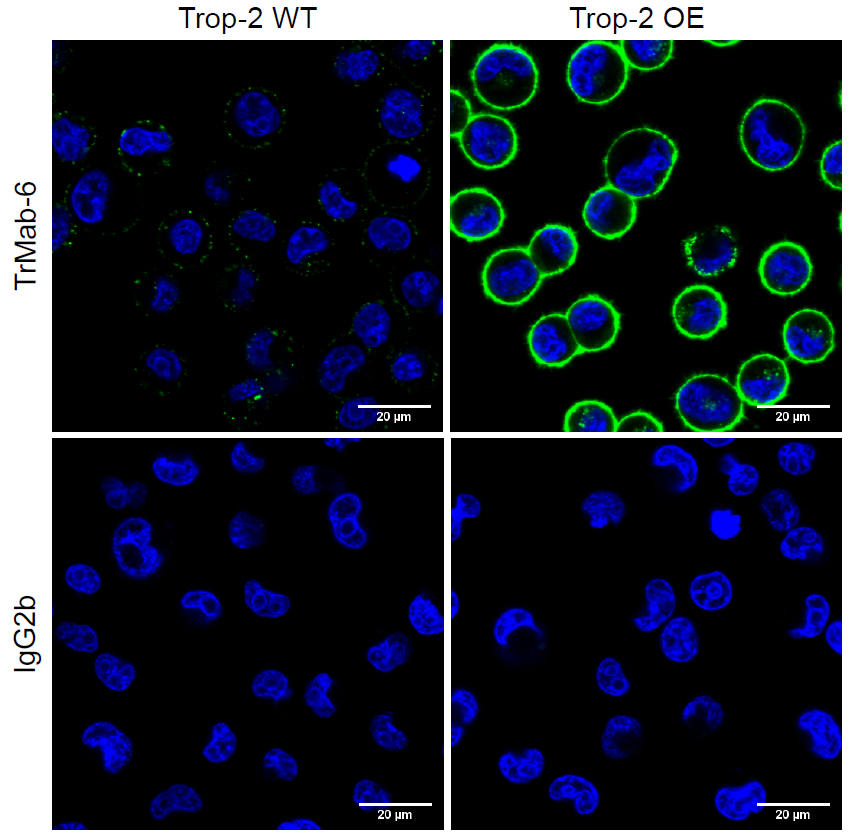 TROP2 Antibody