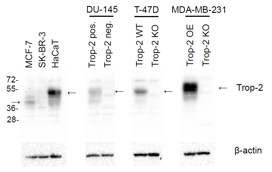 TROP2 Antibody