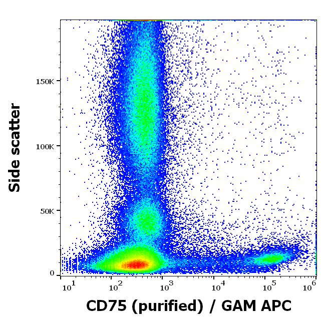 CD75 Antibody