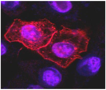 CD261 antibody