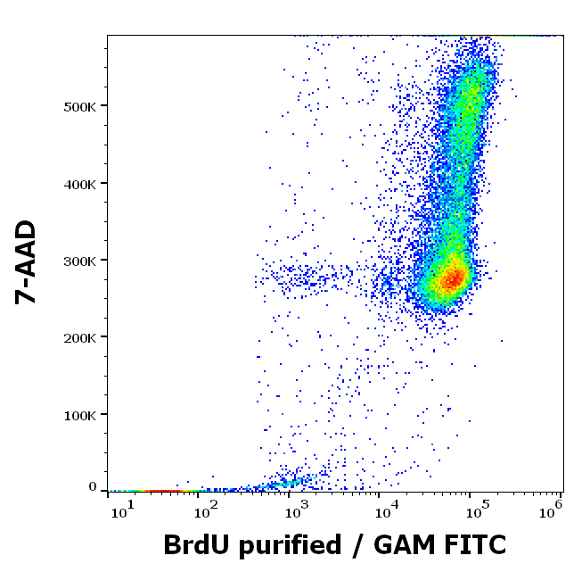 Anti-BrdU Purified