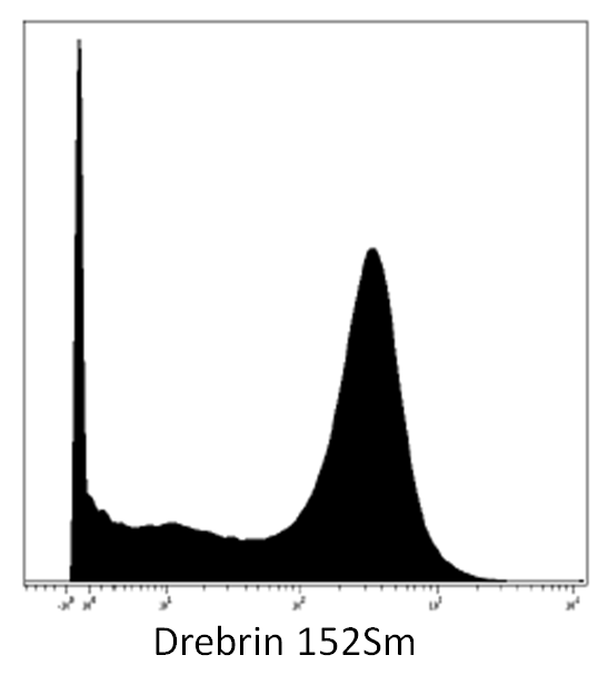 Drebrin Antibody