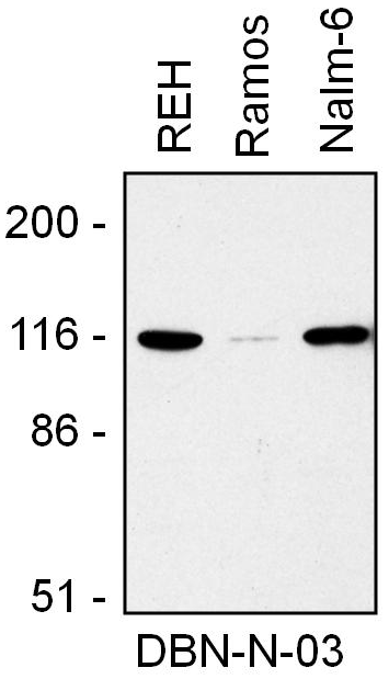 Drebrin Antibody