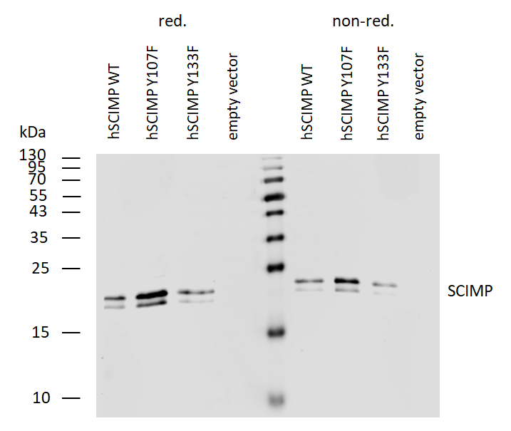 SCIMP antibody