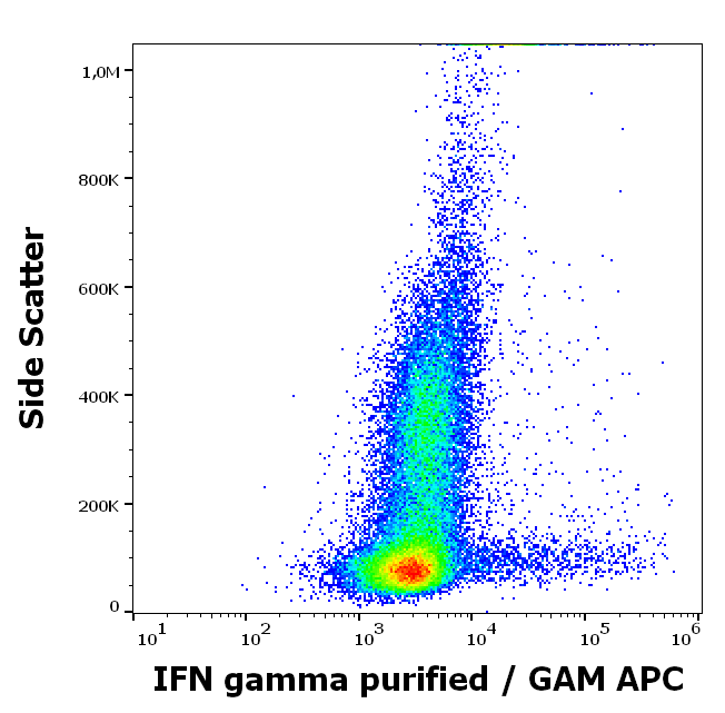 Anti-IFN gamma Purified