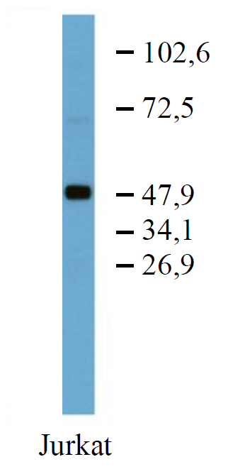 TFG Antibody