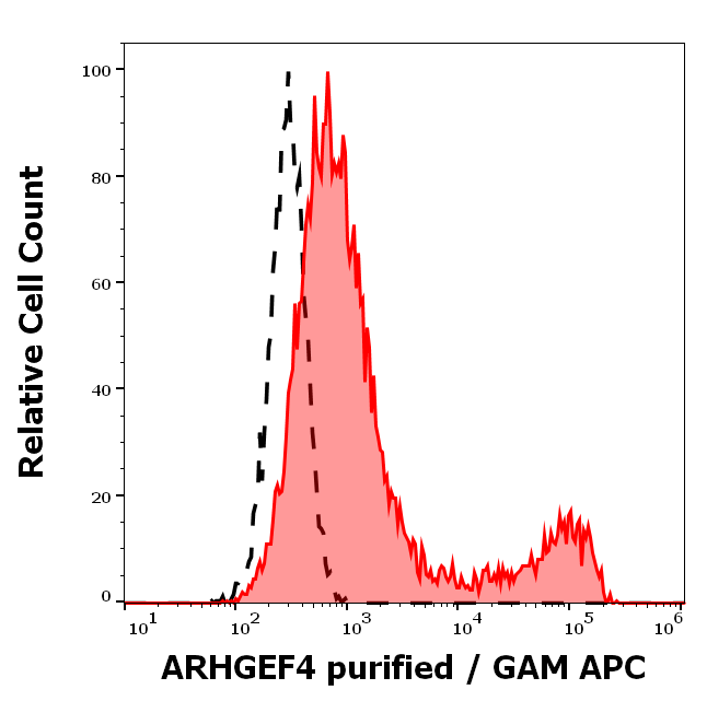 ARHGEF4 Antibody