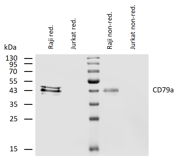 CD79a antibody