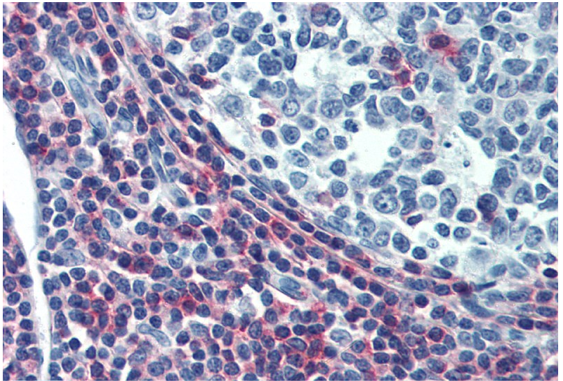 Anti-Hu CD50 Purified Low Endotoxin