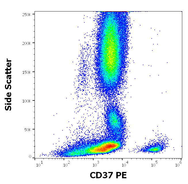 CD37 Antibody (PE)