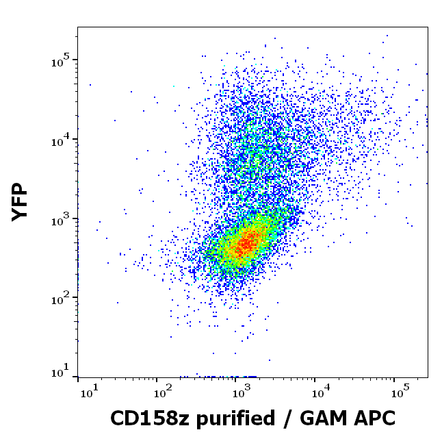 CD158z Antibody