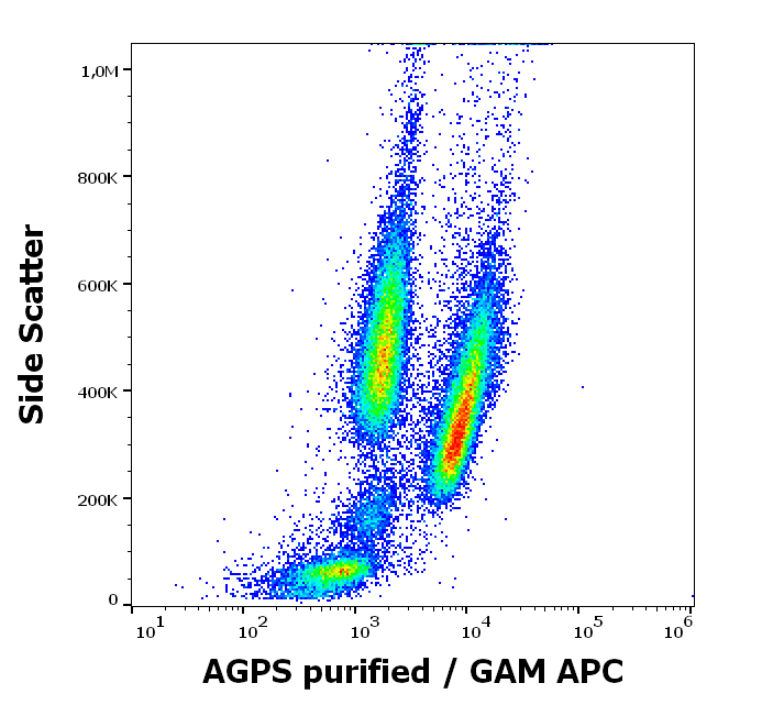Anti-AGPS Purified