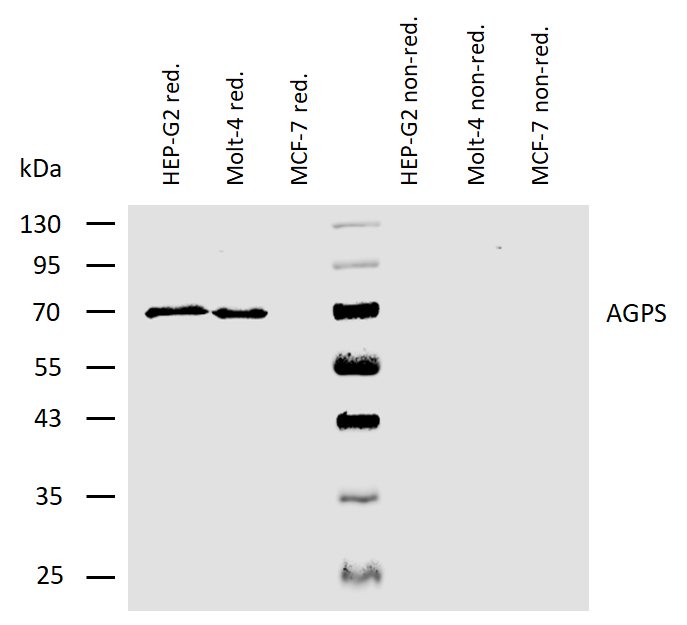 AGPS antibody