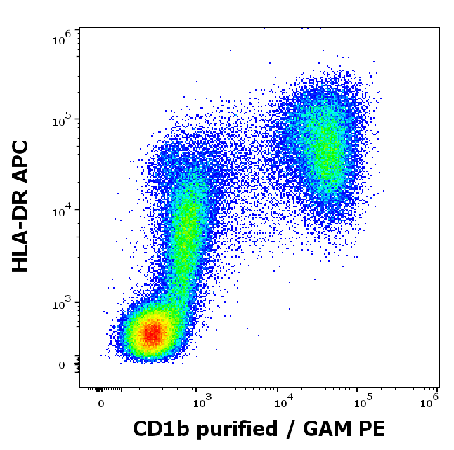 Anti-Hu CD1b Purified