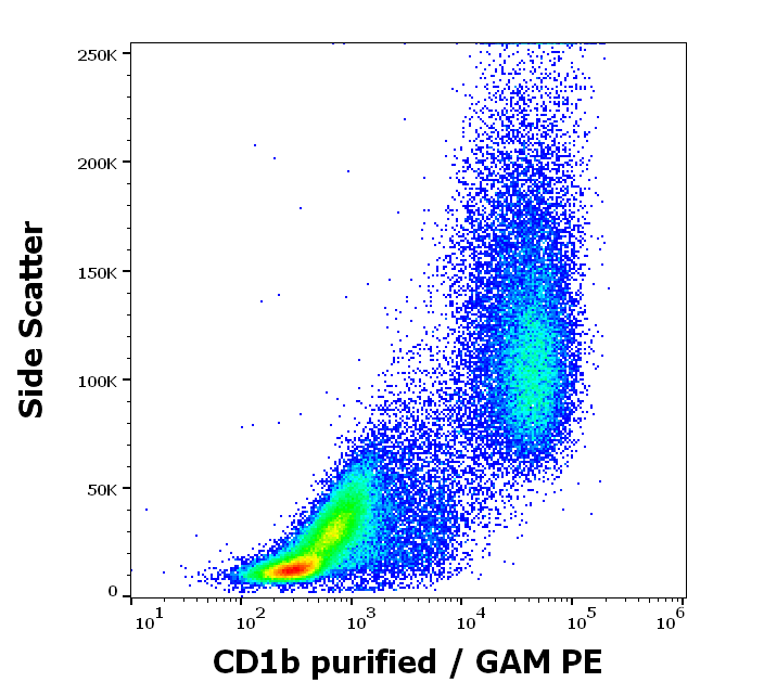 CD1b antibody