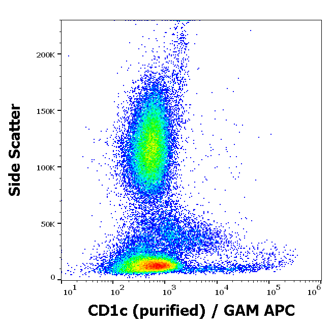 CD1c antibody