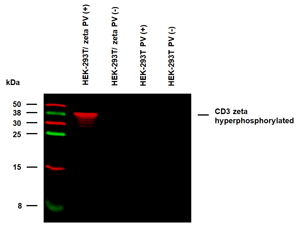 Anti-Hu CD3 zeta (pY153) Purified
