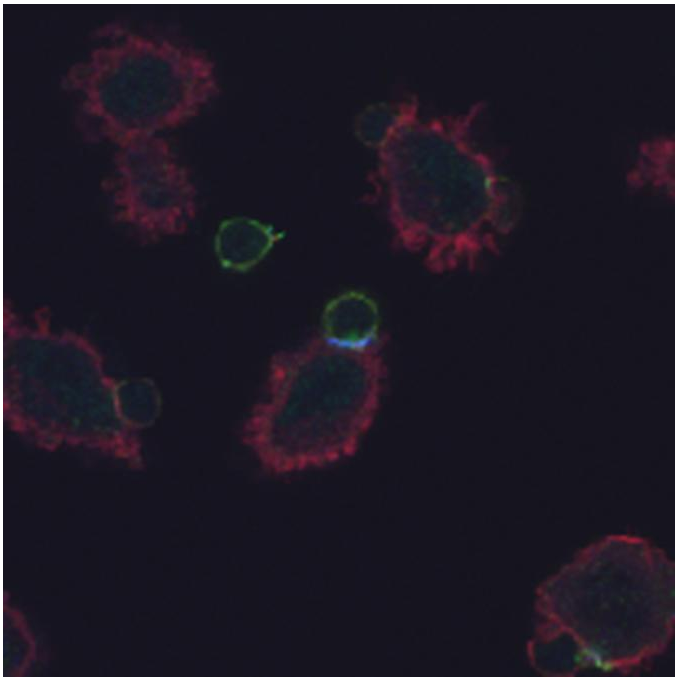 CD3 zeta antibody