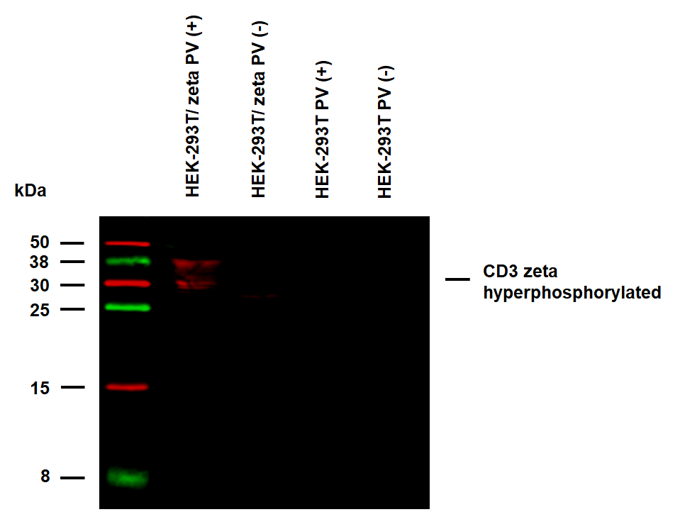Anti-Hu CD3 zeta (pY72) Purified