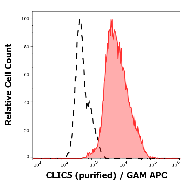 CLIC5a antibody