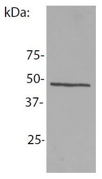 NCK1 Antibody