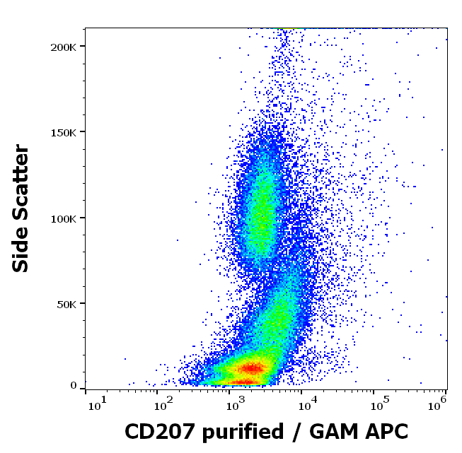 CD207 Antibody