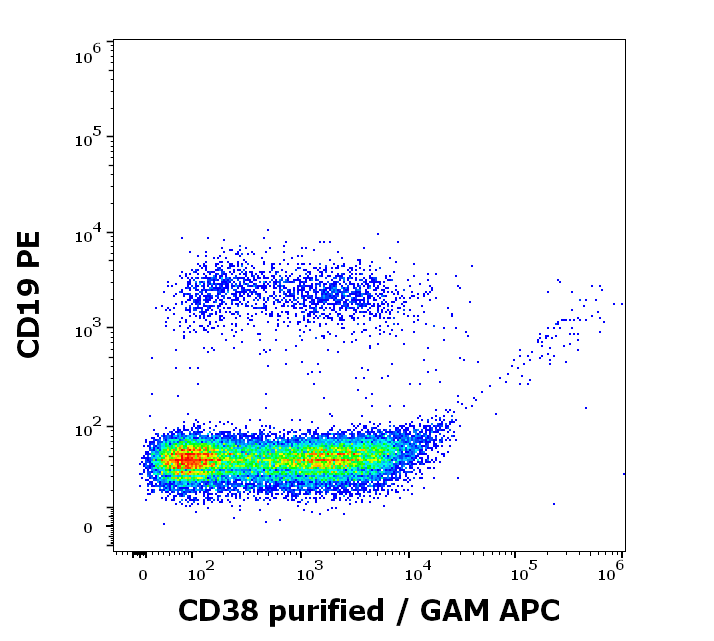 CD38 Antibody