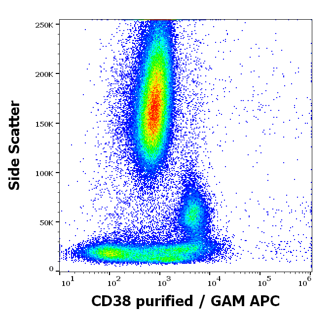 CD38 Antibody