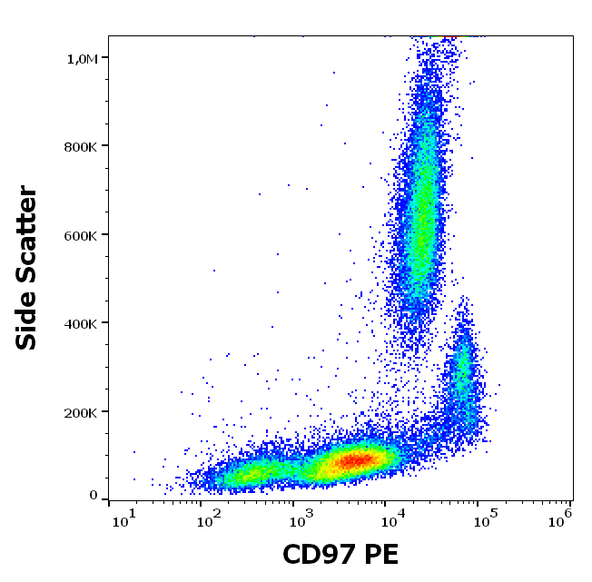 CD97 Antibody (PE)