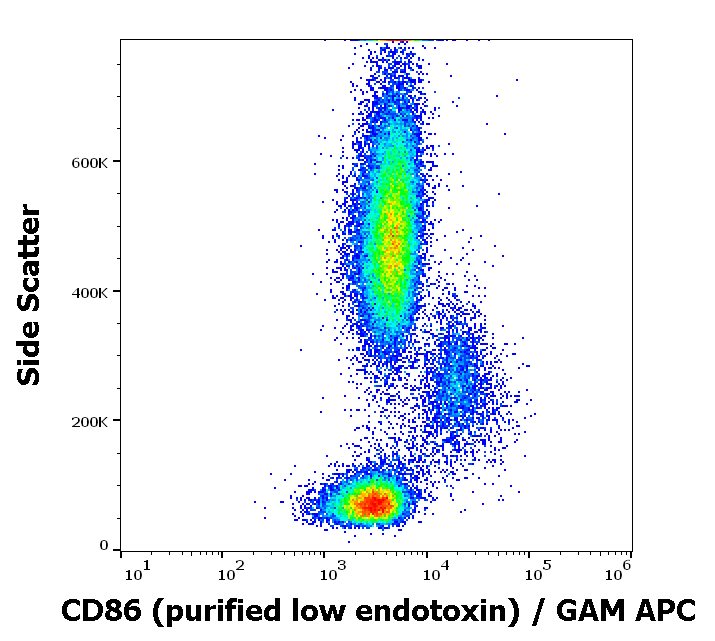 CD86 Antibody