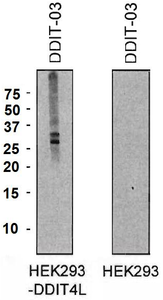DDIT4L Antibody