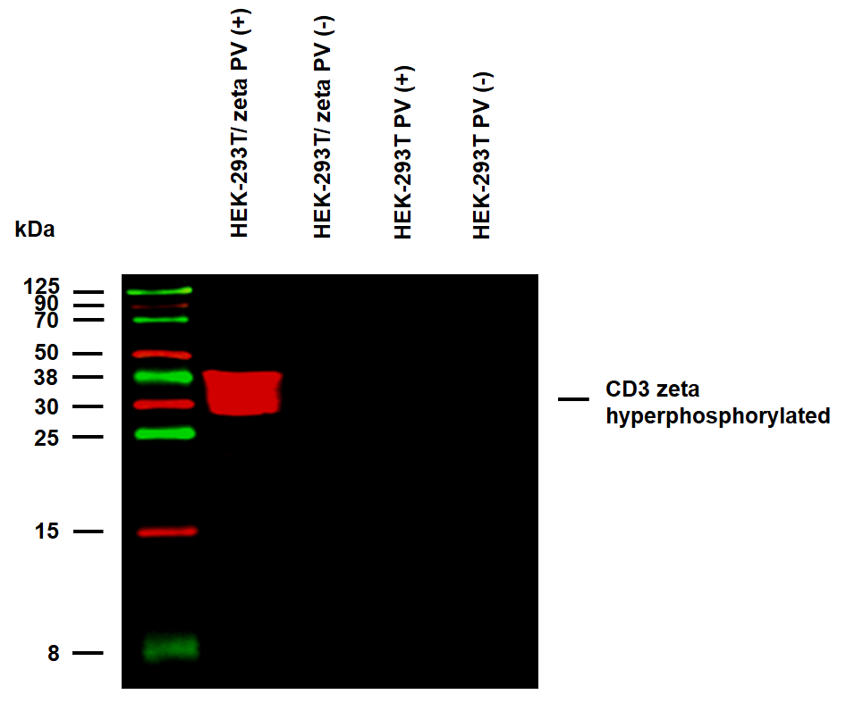 Anti-Hu CD3 zeta (pY142) Purified