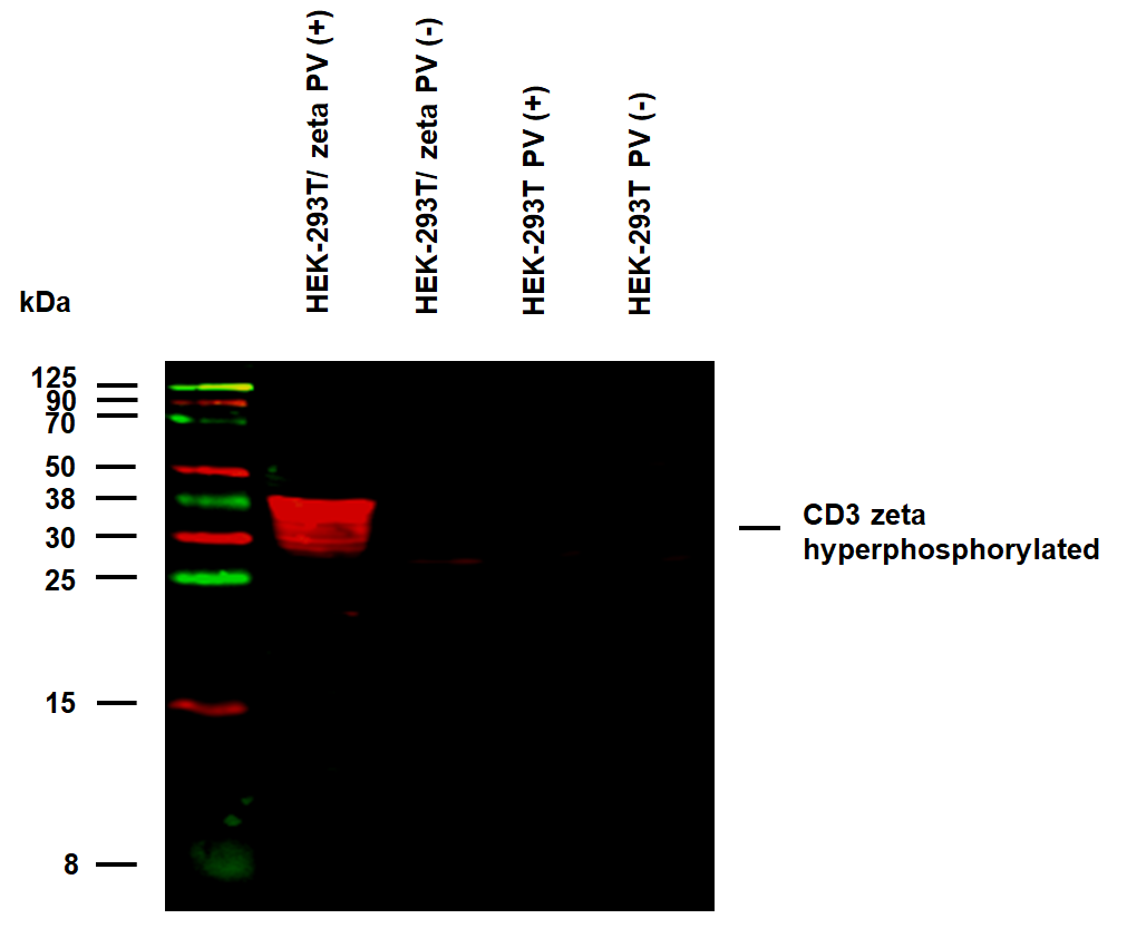 CD3 zeta (Phospho-Tyr111) antibody