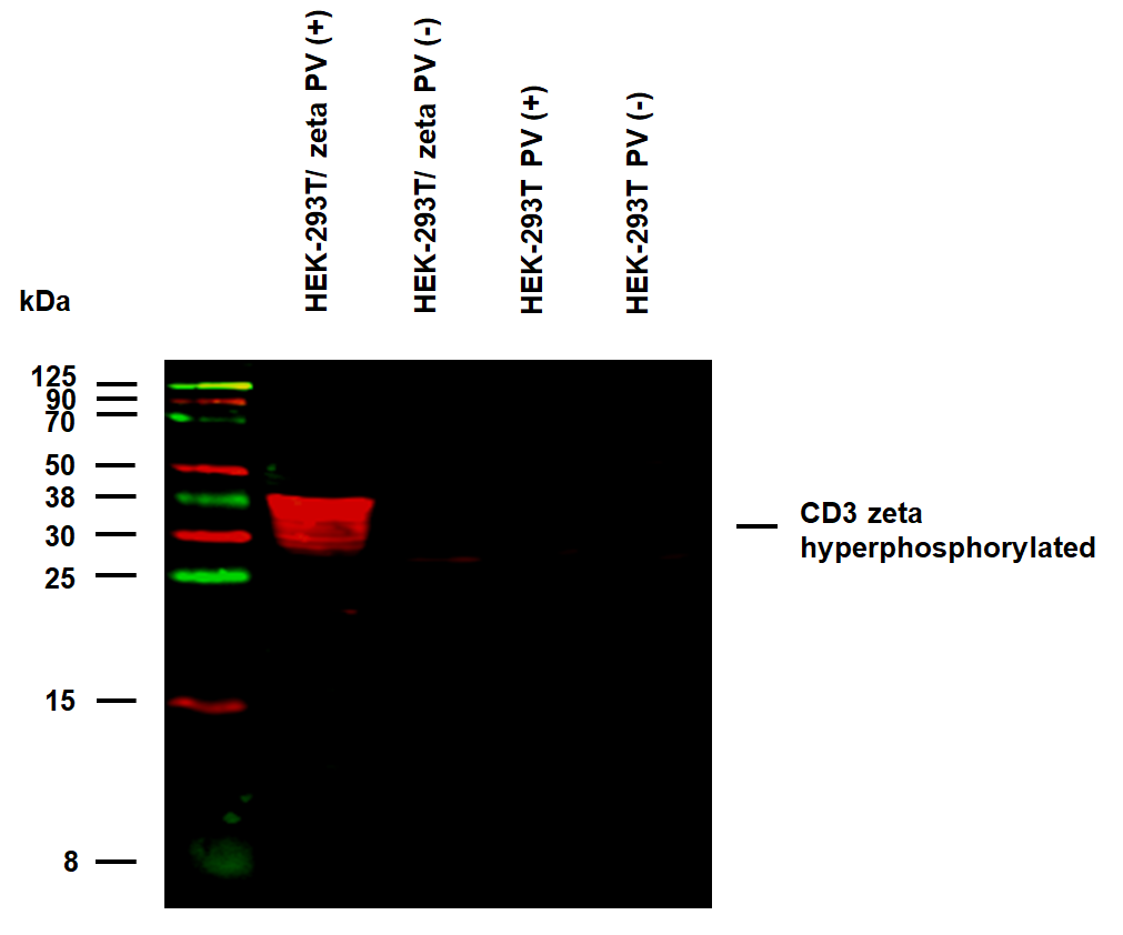 Anti-Hu CD3 zeta (pY111) Purified