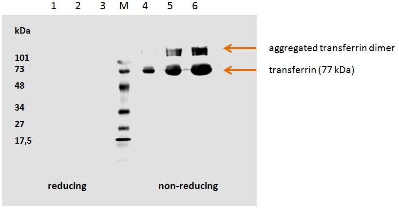 Anti-Transferrin Purified Low Endotoxin