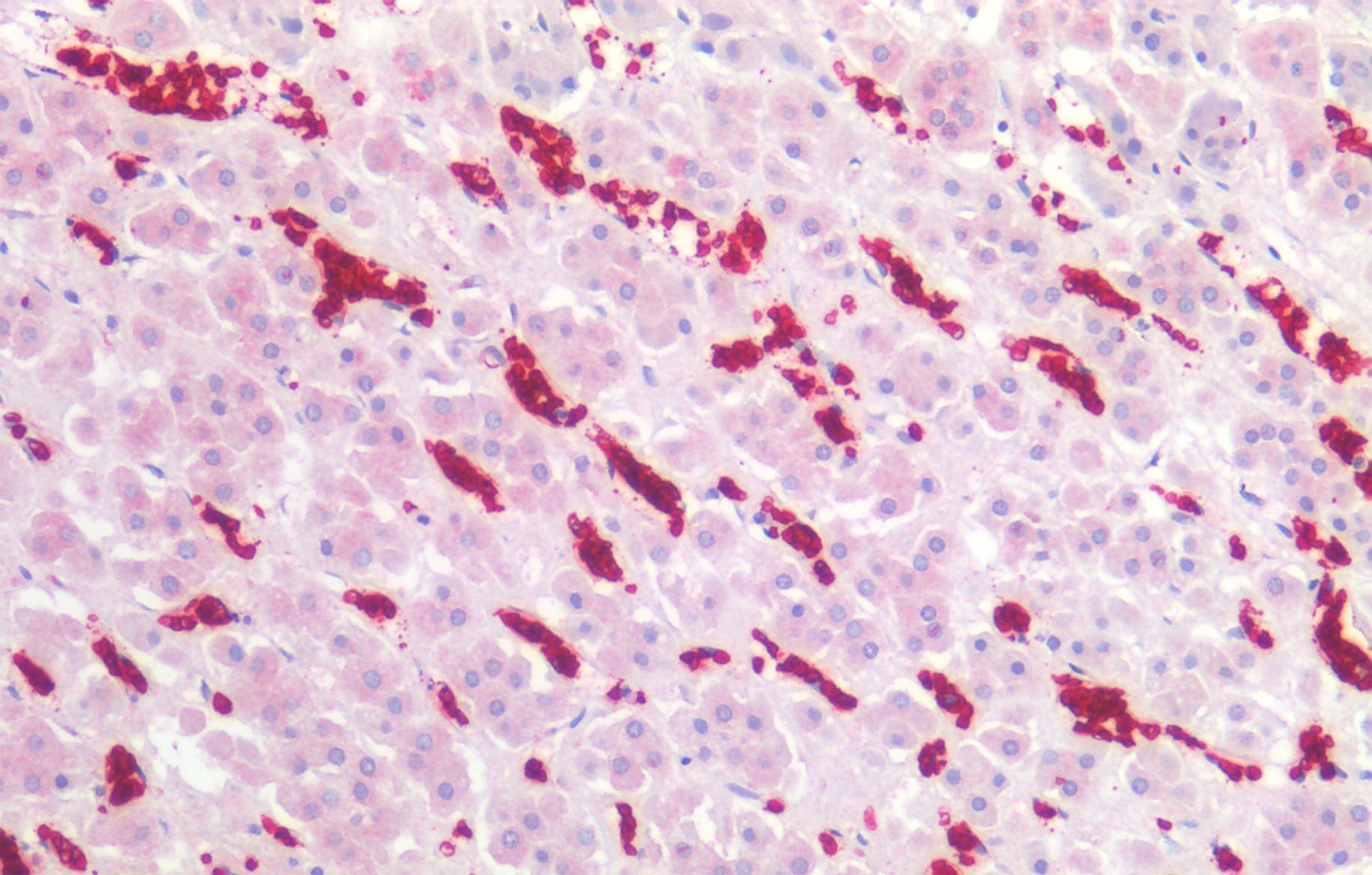 Anti-Hu CD235a Purified