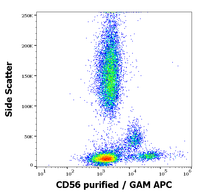 CD56 Antibody