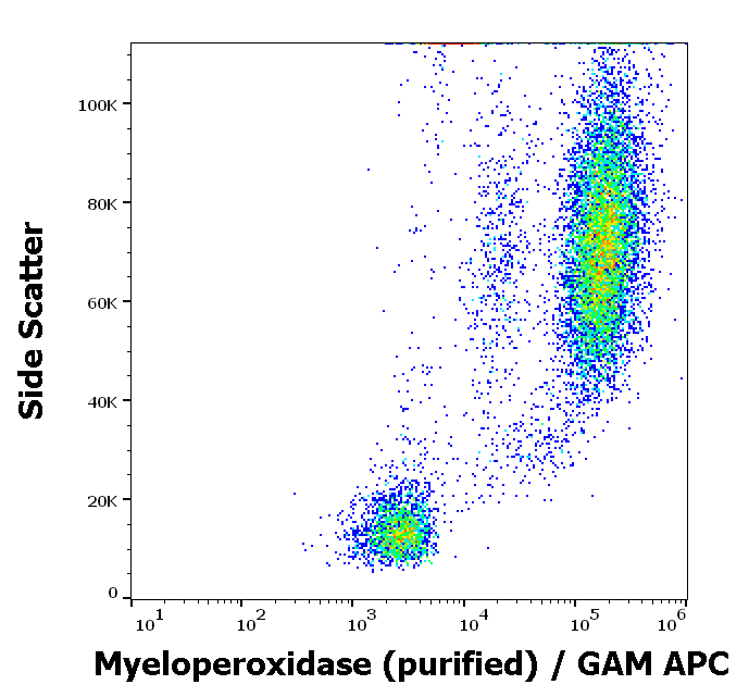 Myeloperoxidase antibody