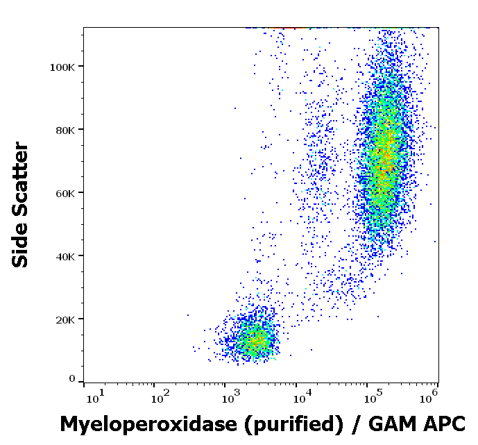 Anti-Hu Myeloperoxidase Purified