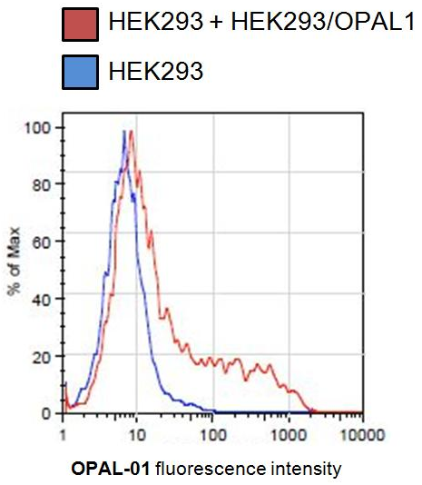 OPAL1 Antibody