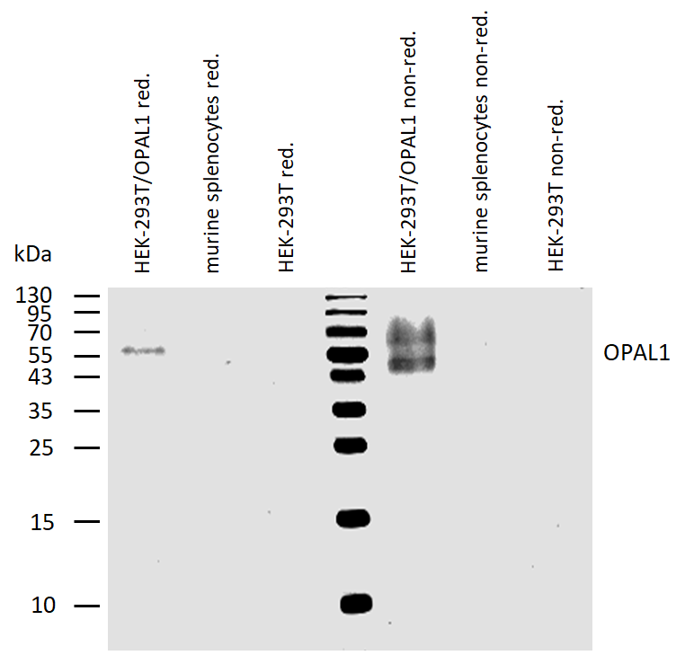 OPAL1 antibody