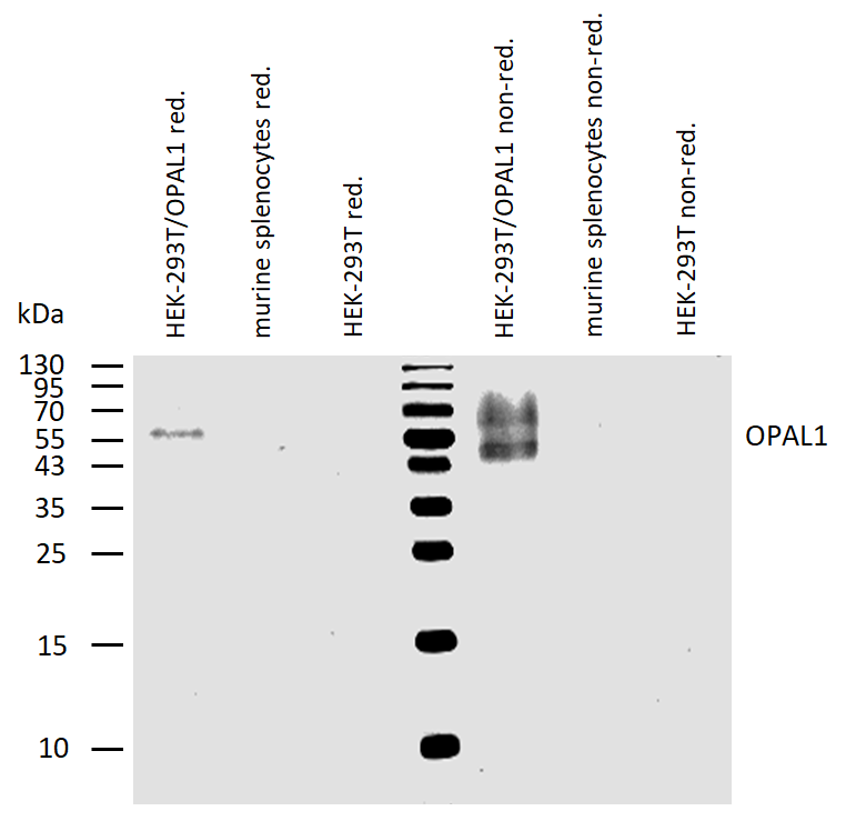 OPAL1 Antibody