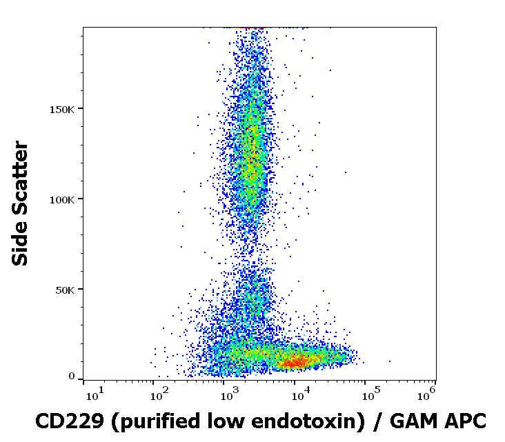 CD229 antibody