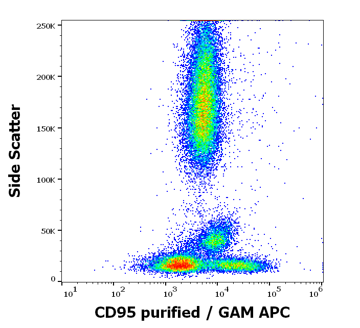 Anti-Hu CD95 Purified