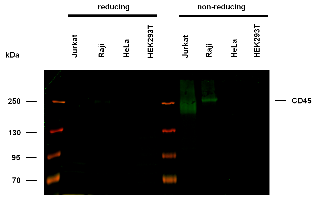 Anti-Hu CD45 Purified