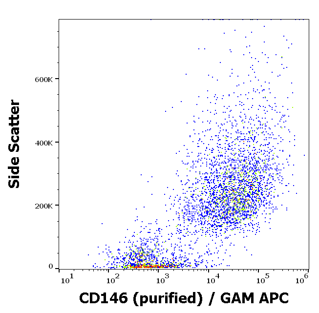 CD146 Antibody