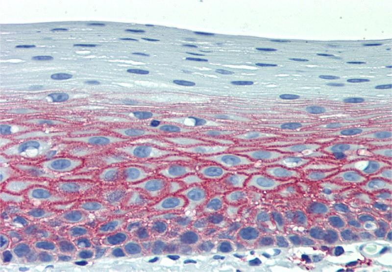 Anti-Hu CD82 Purified Low Endotoxin